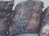 Beef Brisket